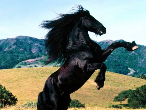 Black Horse Leap Hills Desktop Wallpaper Hq Photo