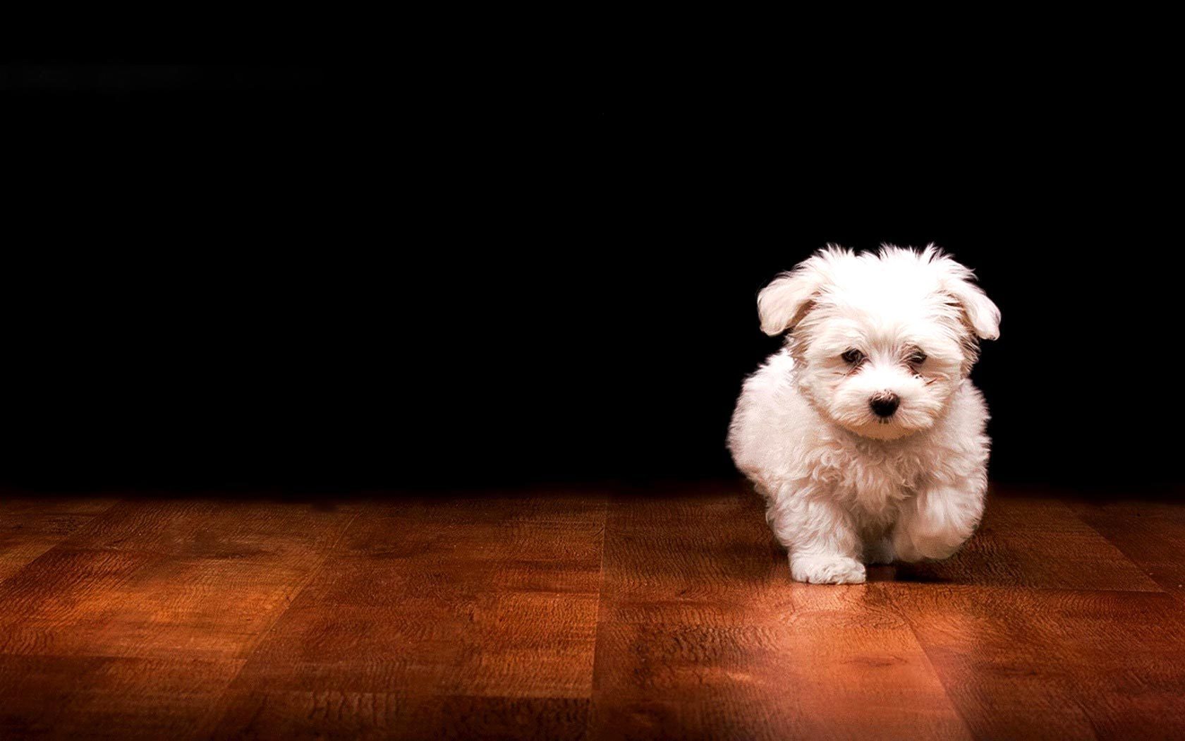 Cute Puppy Dog Desktop Wallpaper