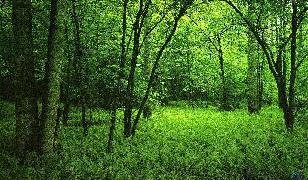 Wallpaper Green Forest X Desktop And