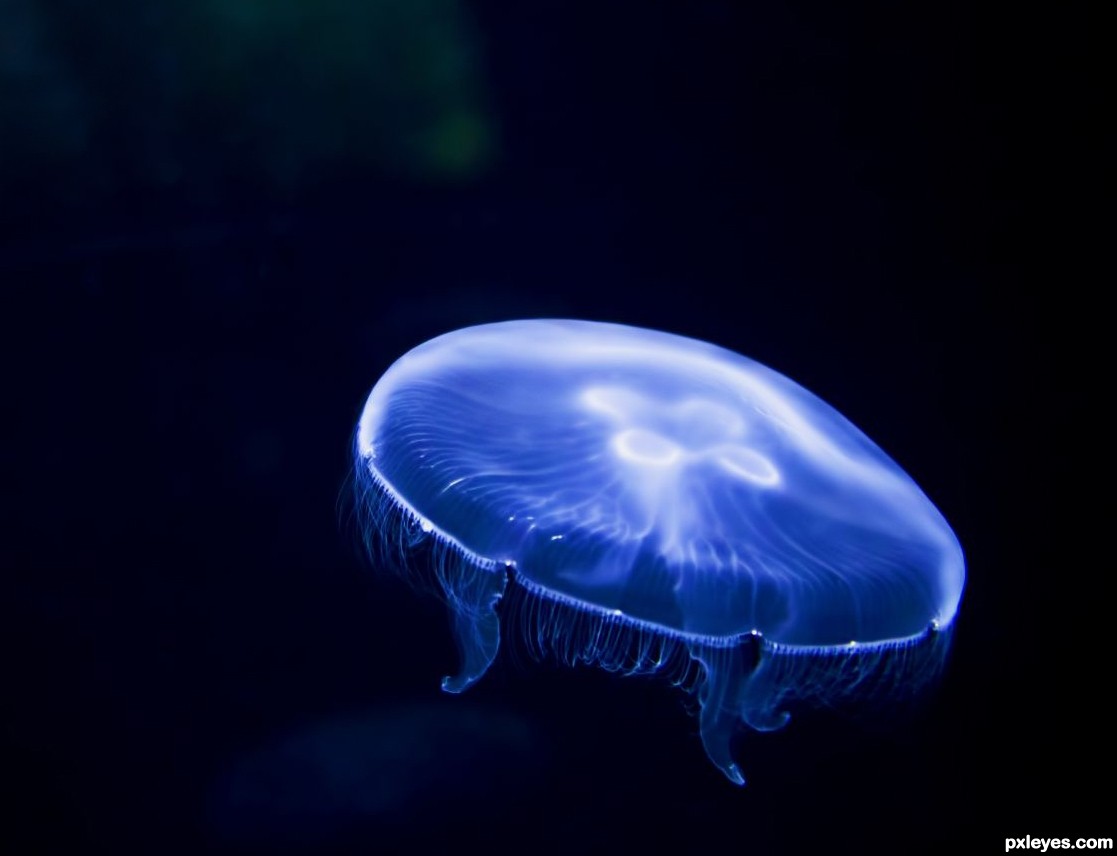 moon jellyfish sketch
