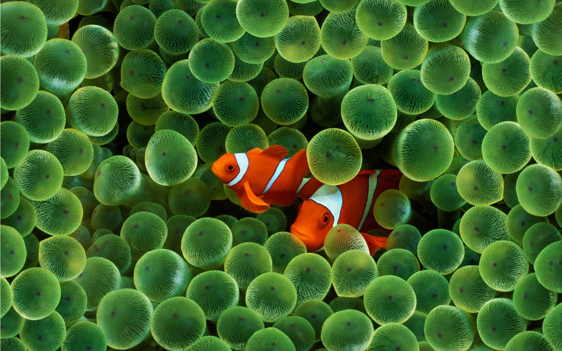 How to get the original iPhone's Clownfish wallpaper