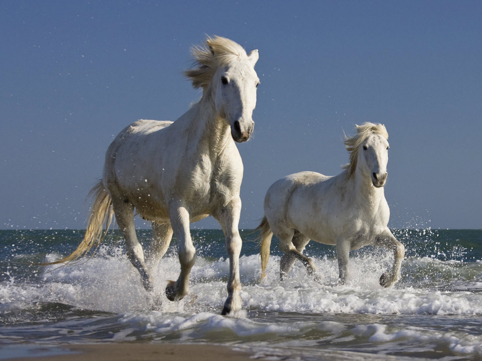33+] White Horse Running On Beach Wallpapers - WallpaperSafari