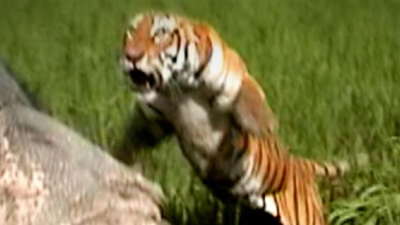 Maneater Manhunt Tiger At Large National Geographic Channel