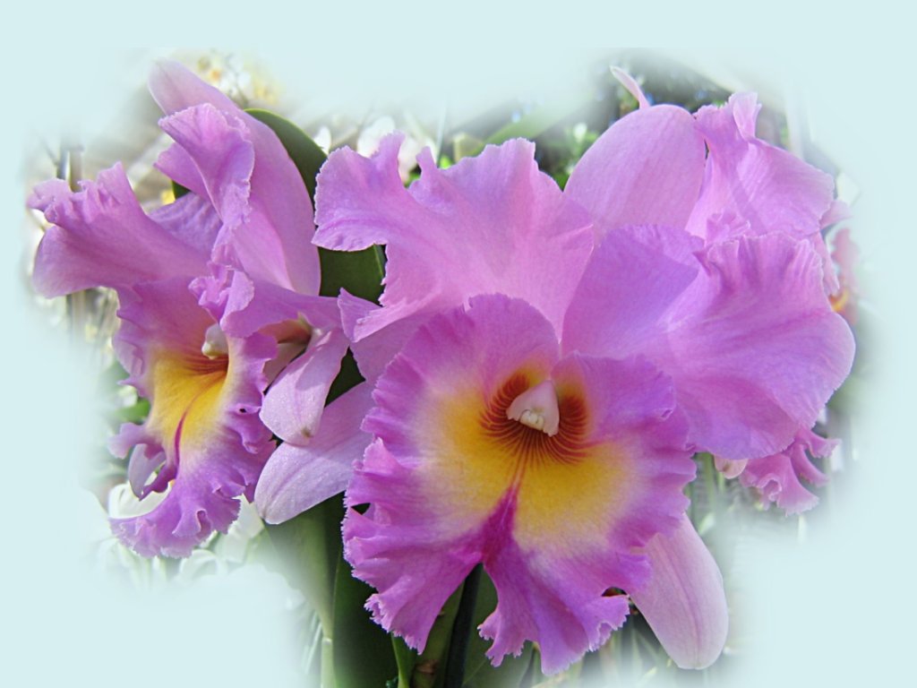 Beautiful Lilac Orchid Wallpaper