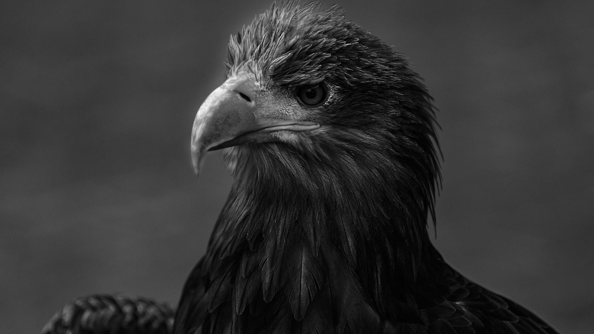 100+] Eagle Wallpapers | Wallpapers.com