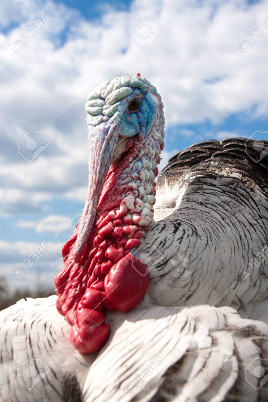 Turkey Male Or Gobbler Closeup On The Cloudy Sky Background Stock