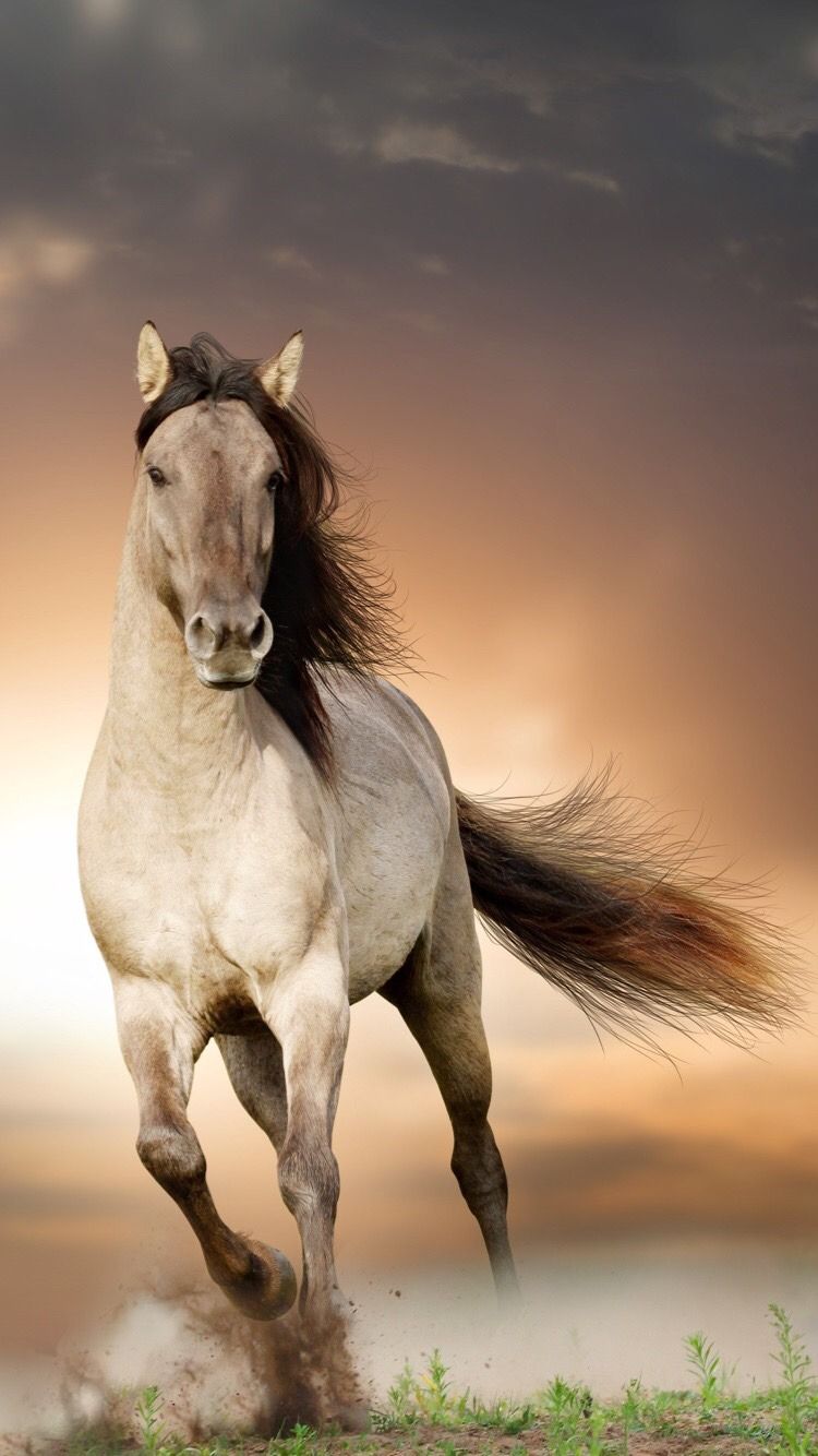 Pin by Robert on Konie Horse background Background images hd