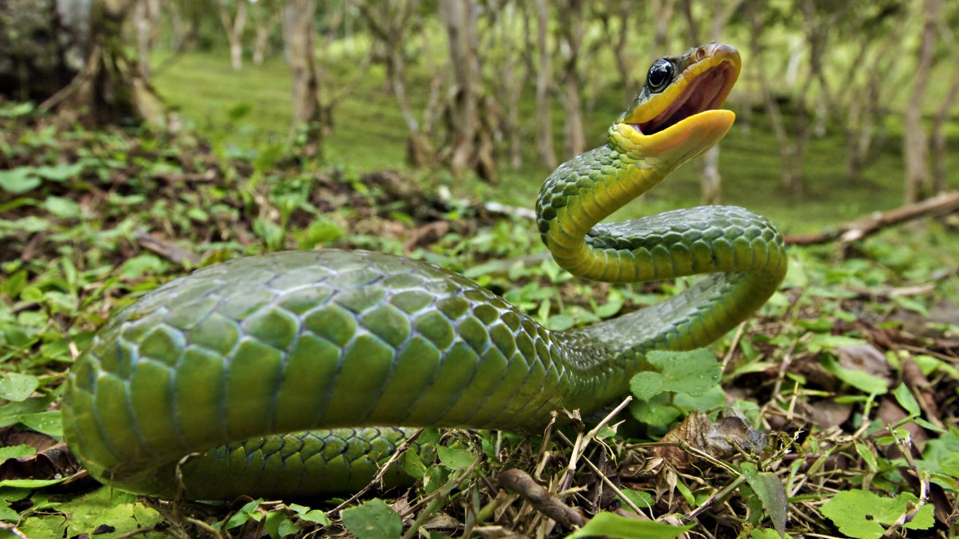HD Anaconda Wallpaper