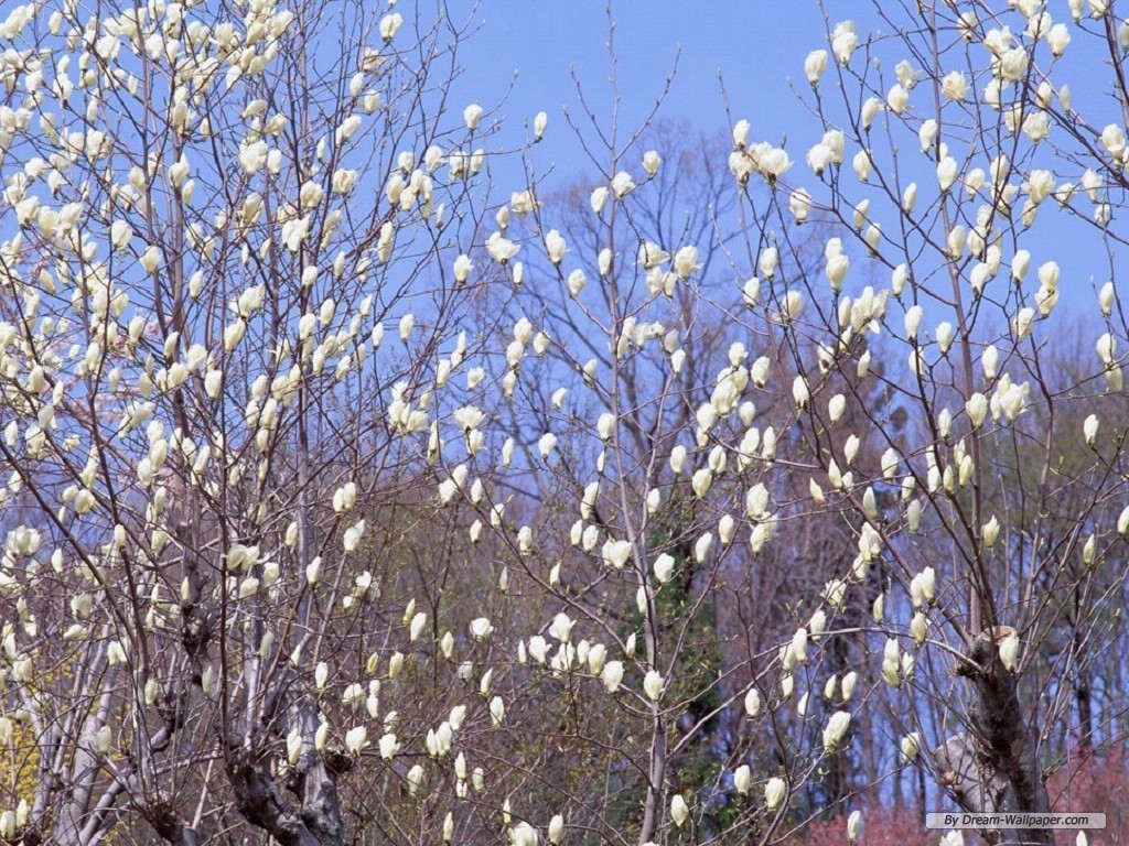Hot Wallpaper Blossoms In Spring Desktop Background