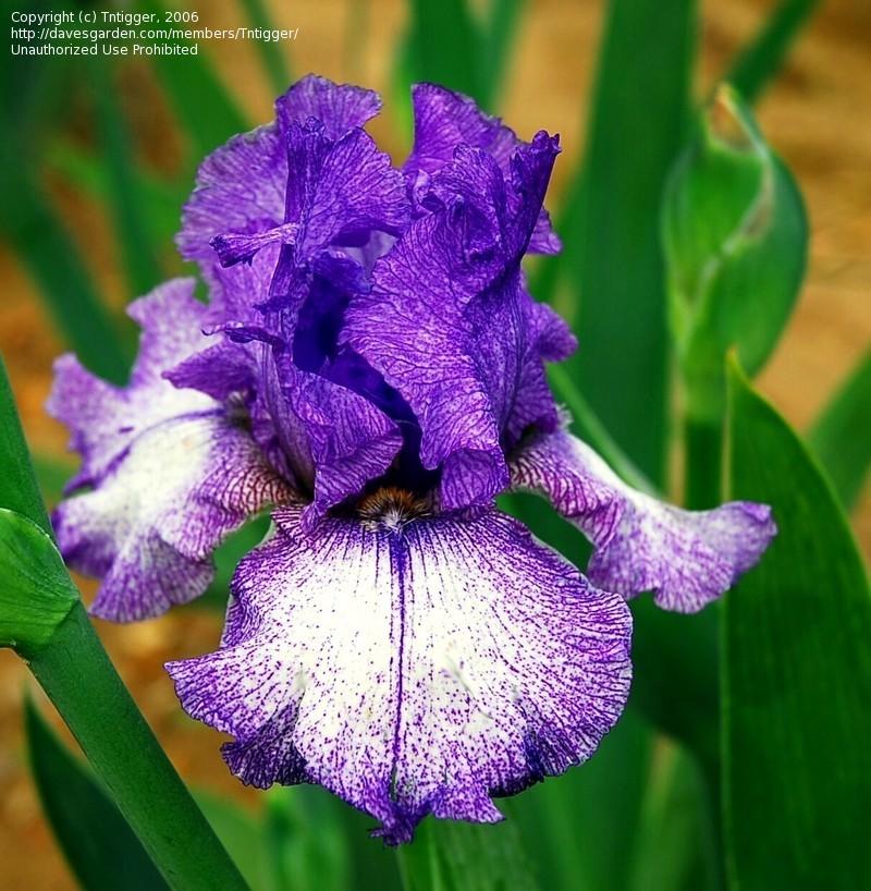 Yellow And Purple Bearded Iris
