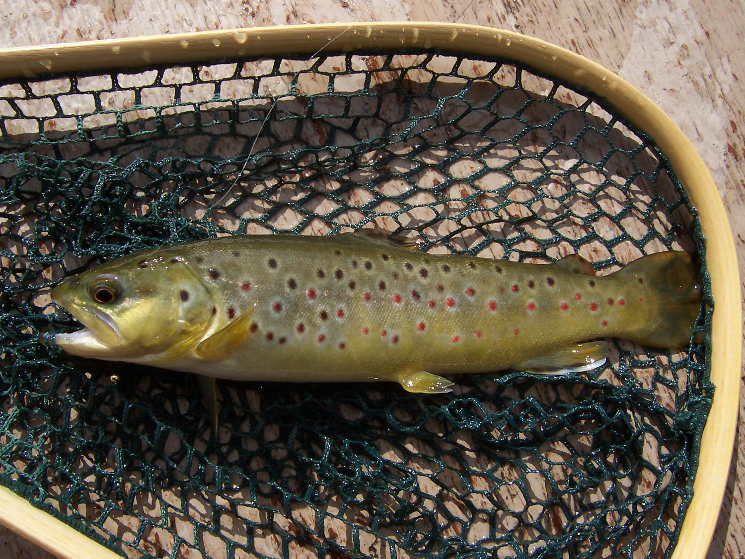 Native Trout Fly Fishing Brown