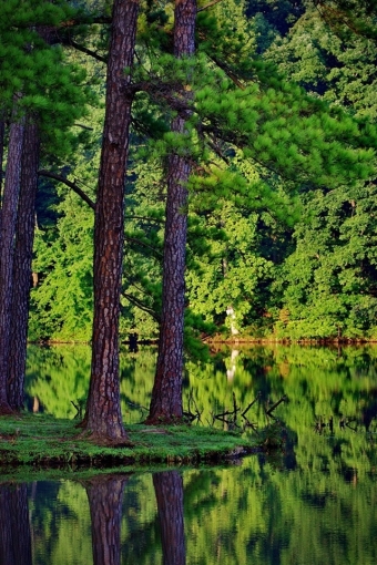 Forest Reflection iPhone HD Wallpaper