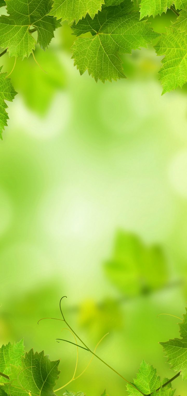 Foliage Green Nature Wallpaper