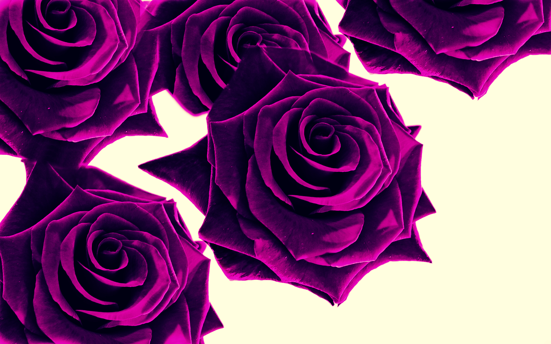Wallpaper Roses Purple