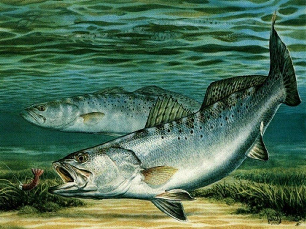 Trout Fishing Wallpaper
