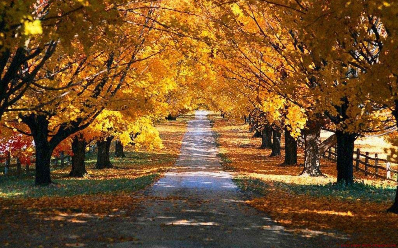 Autumn Road   Nature Wallpapers Hd Desktop Wallpaper 1280x800