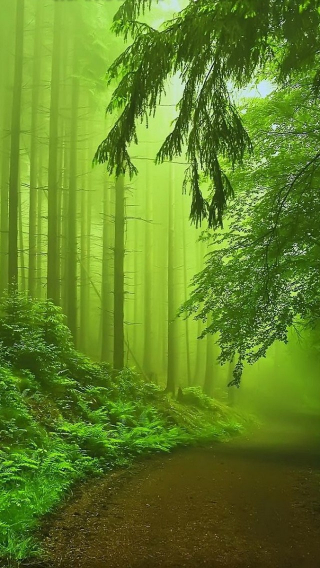 Forest Fog Green iPhone 5s Wallpaper