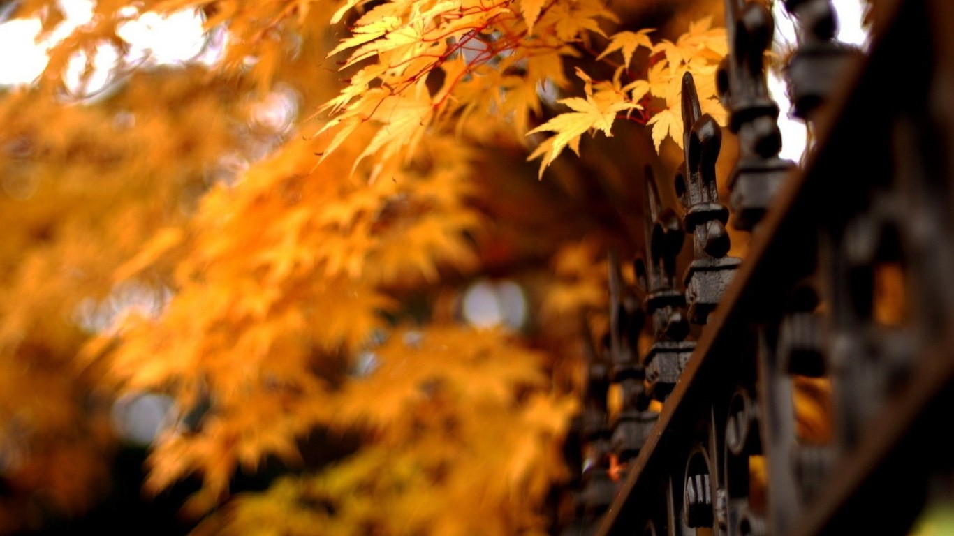 Autumn Beautiful Puter Desktop Wallpaper Theme