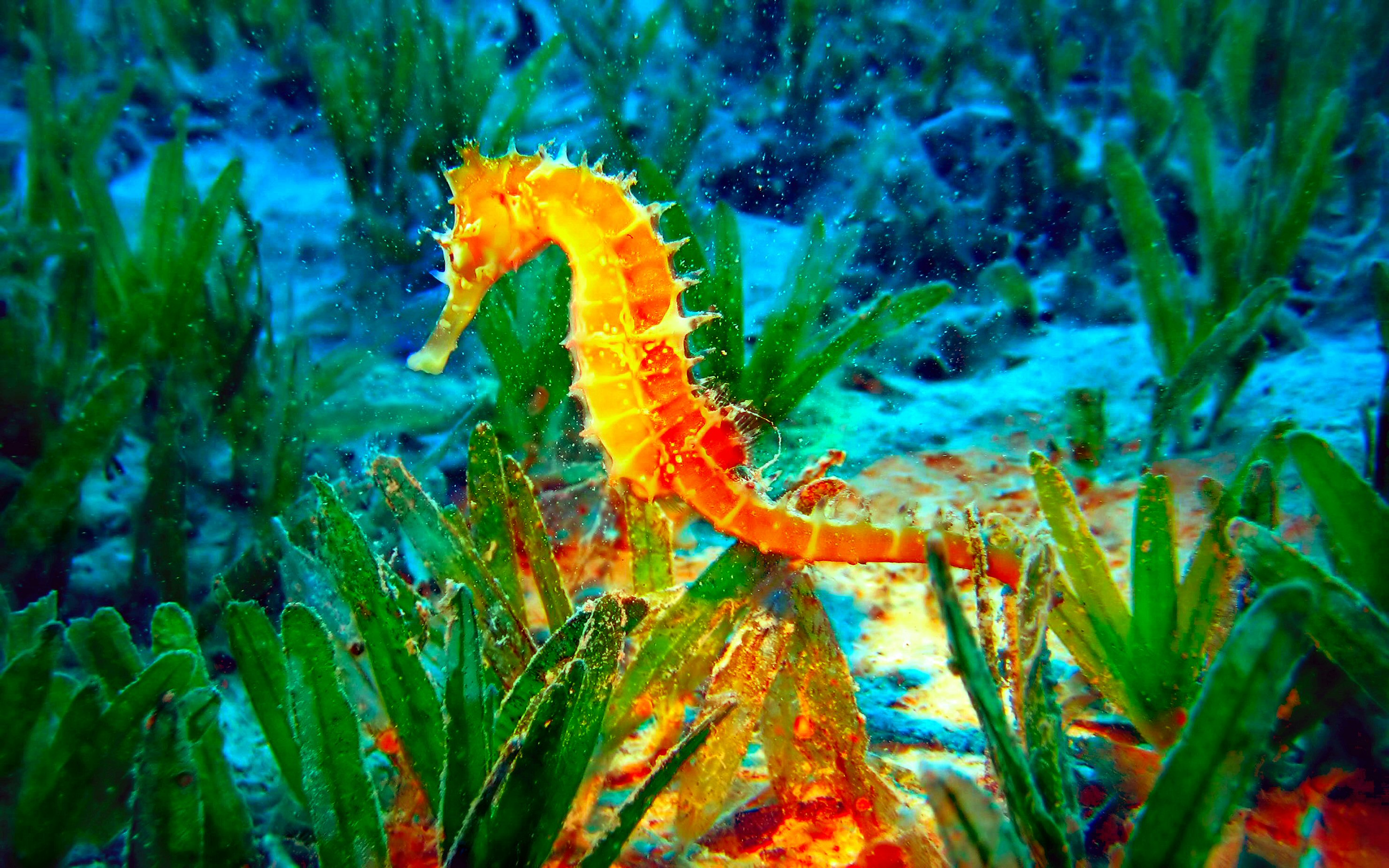 Bright Seahorse Photo And Wallpaper Cute Pictures