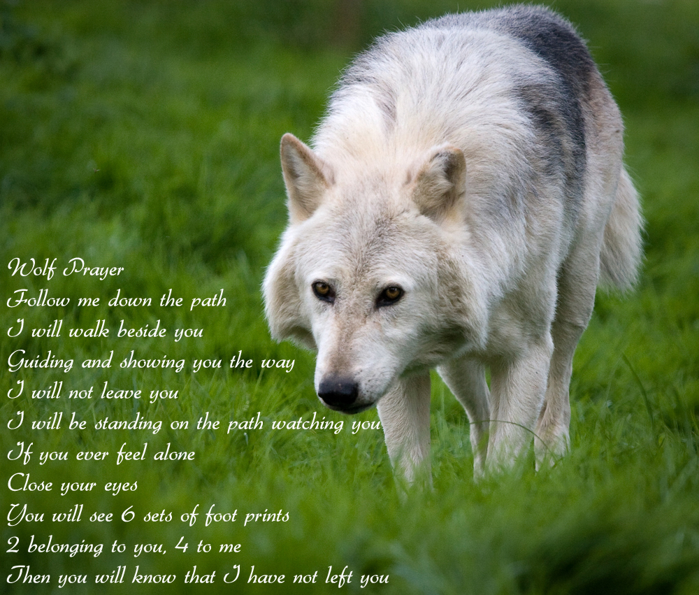 Native American Wolf Quotes