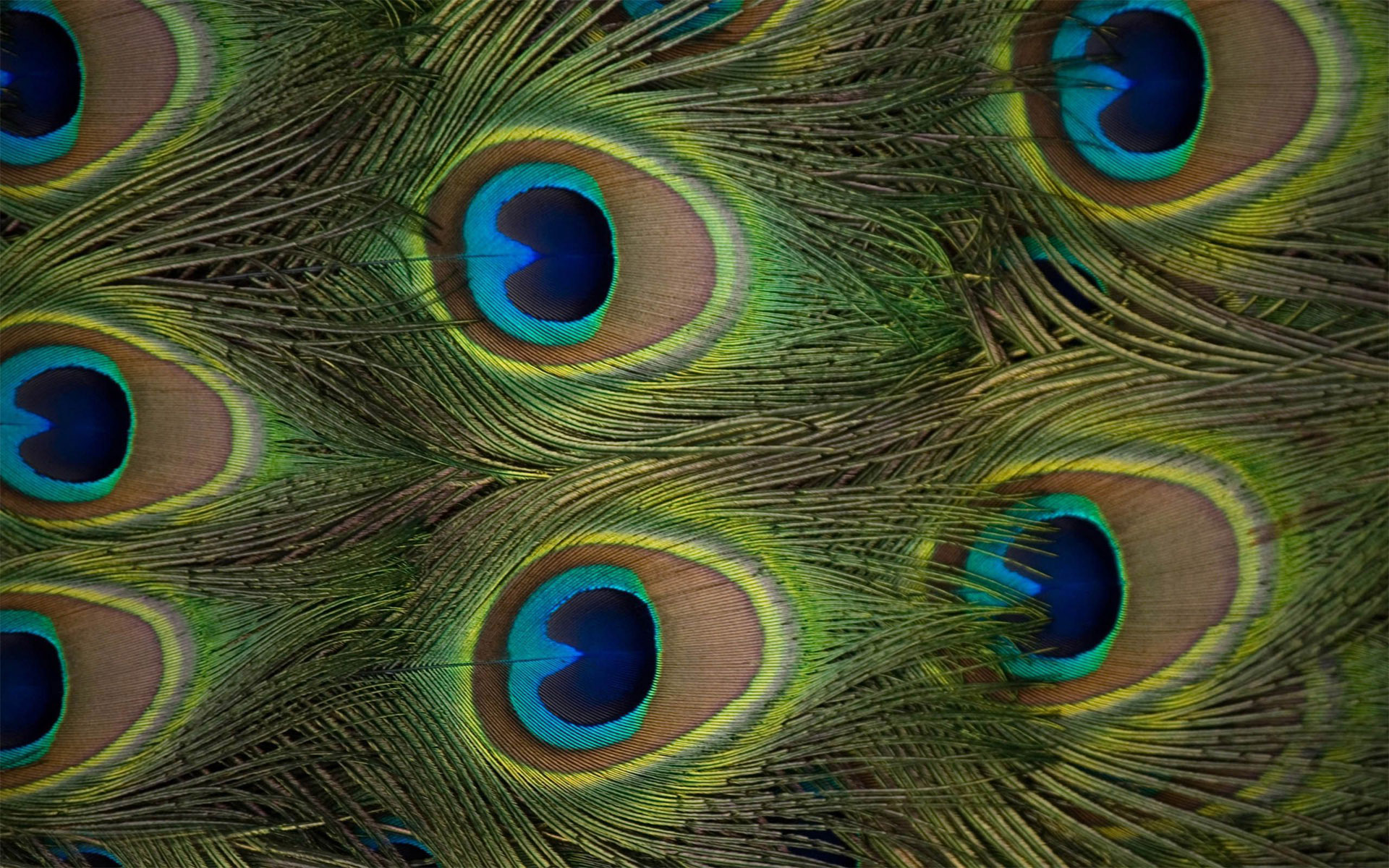 Peacock Bird Feathers Wallpaper HD