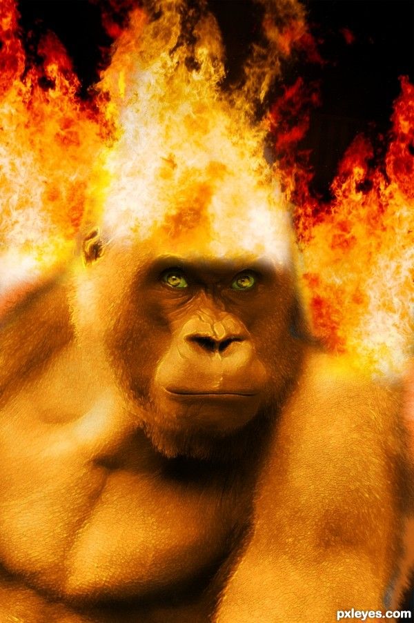 Fire Monkey Picture For Animals Photoshop Contest Pxleyes