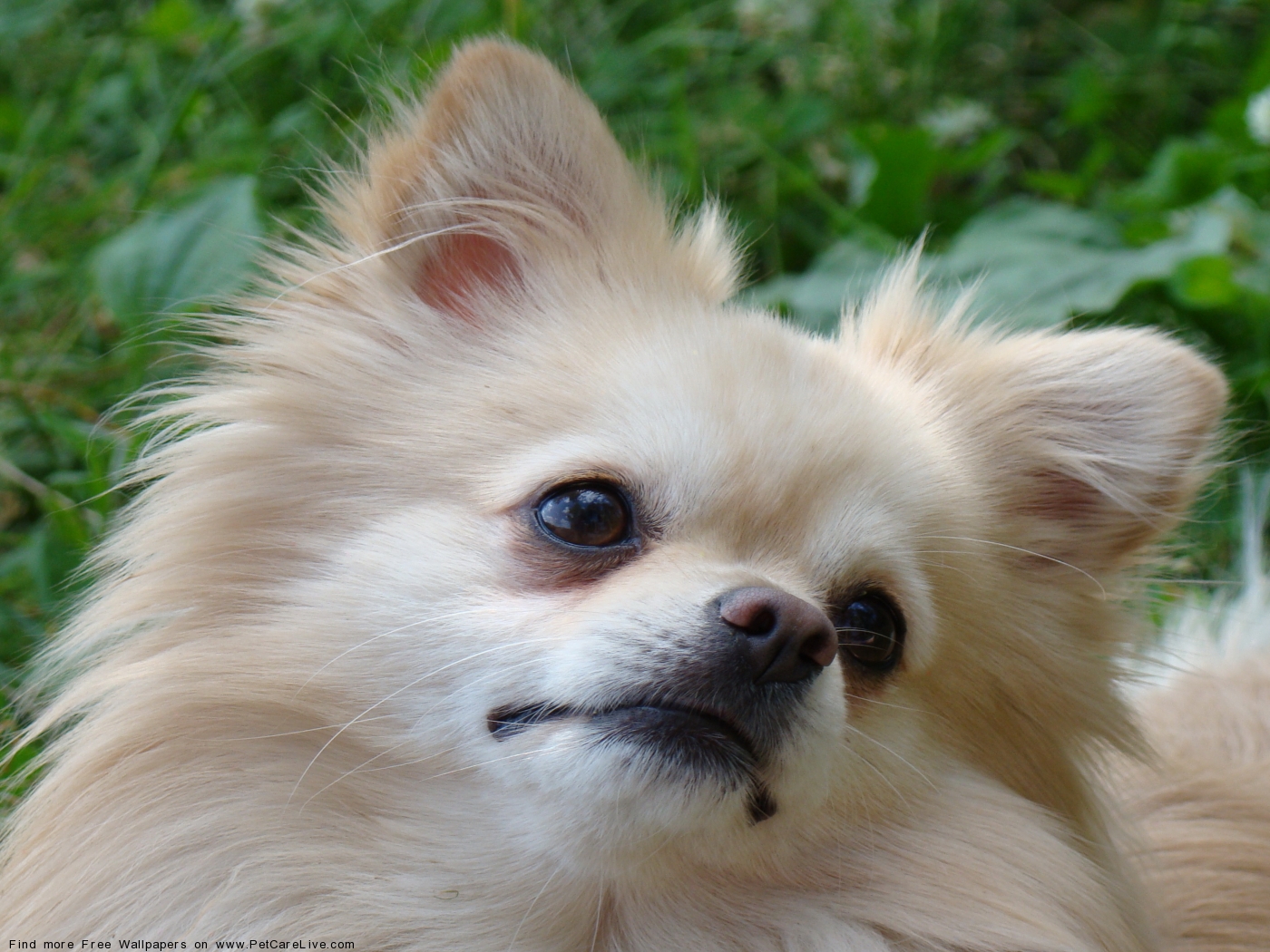 The Pomeranian Dog Desktop Wallpaper Pictures For Mac