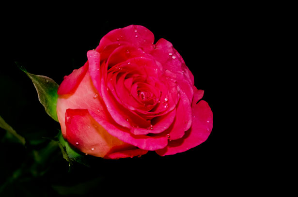 Rose On The Black Background Stock Photo Public Domain Pictures