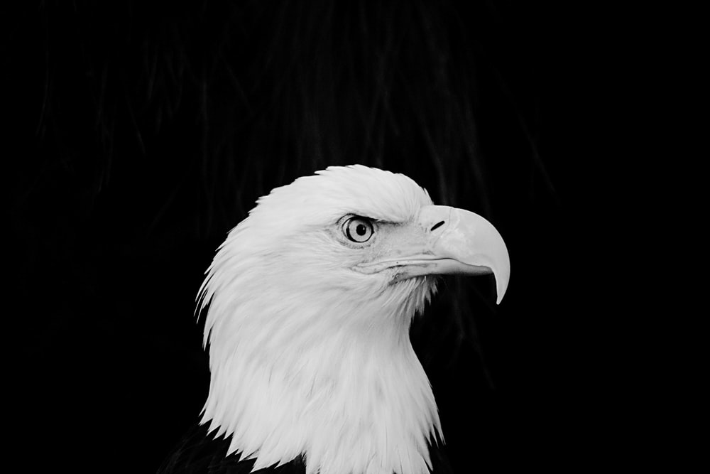 30k Black Eagle Pictures Image