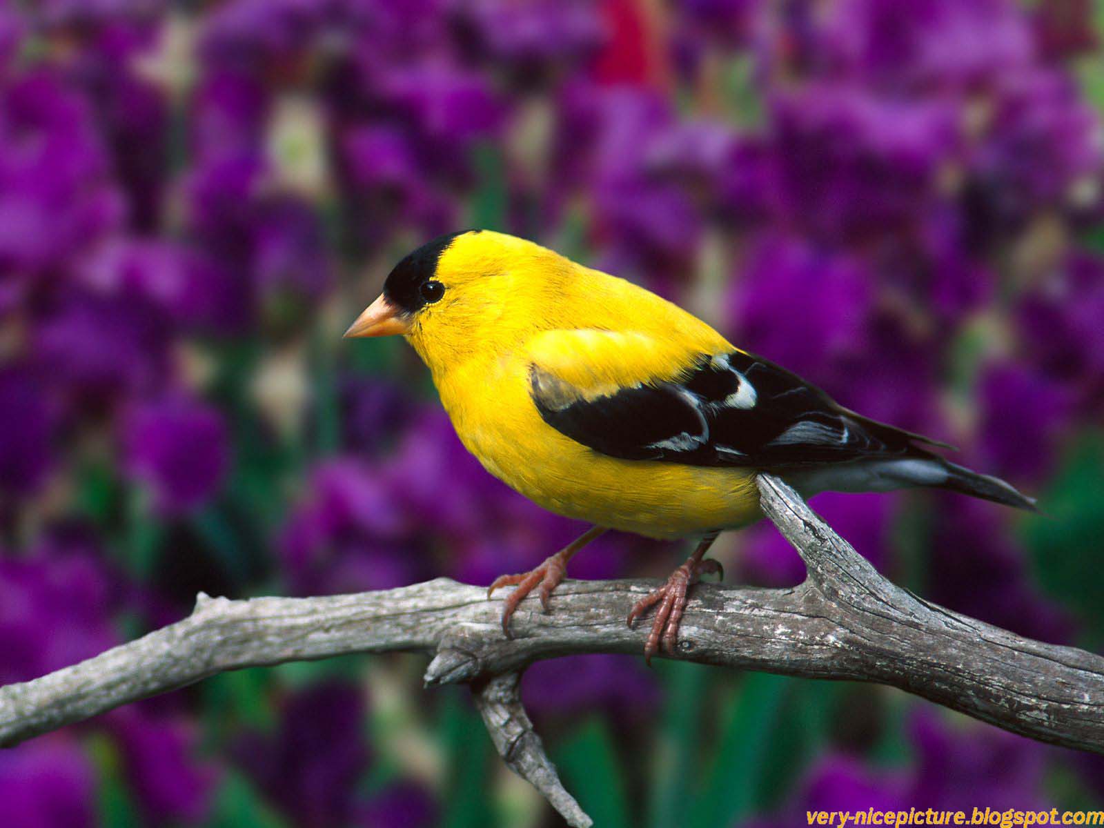 Nice Wallpapers Animals 3D Nature Wallpapers Nice Wallpapers