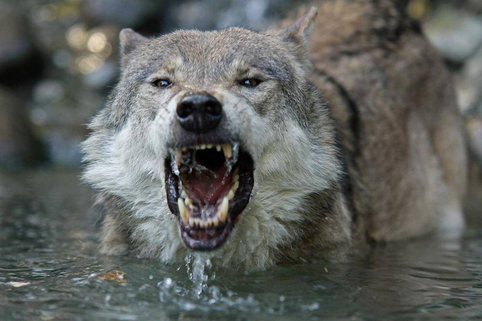 Angry Wolf Images  Browse 18083 Stock Photos Vectors and Video  Adobe  Stock