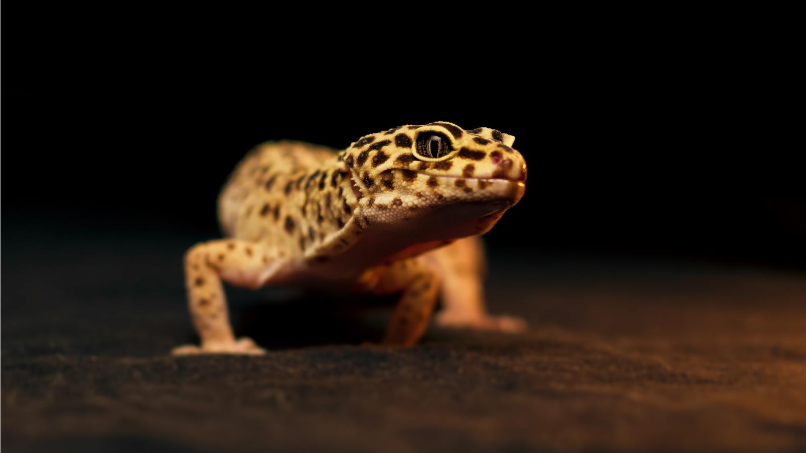 Leopard Gecko HD Wallpaper Background Image