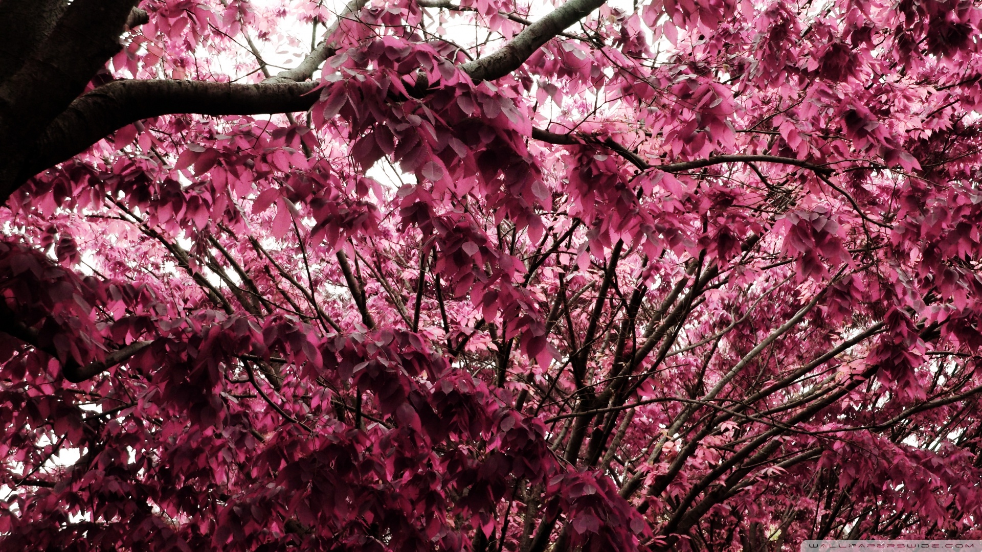 Pink Trees Wallpaper Tree