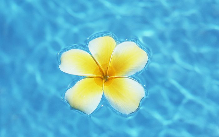 Wallpaper Hawaii Frangipani Flower On Blue Clear Water