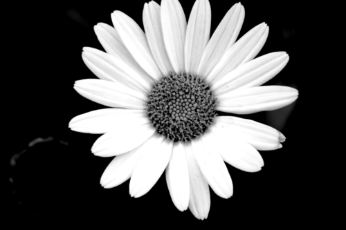 Group of Black and white Daisy We Heart It