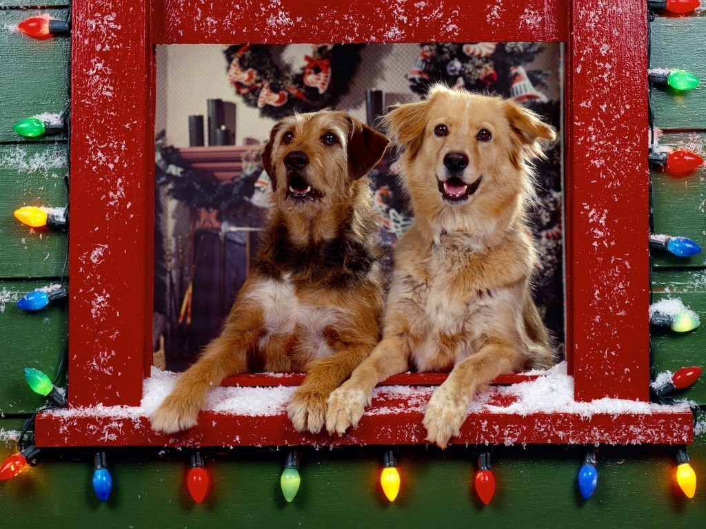 Christmas Pets Wallpaper