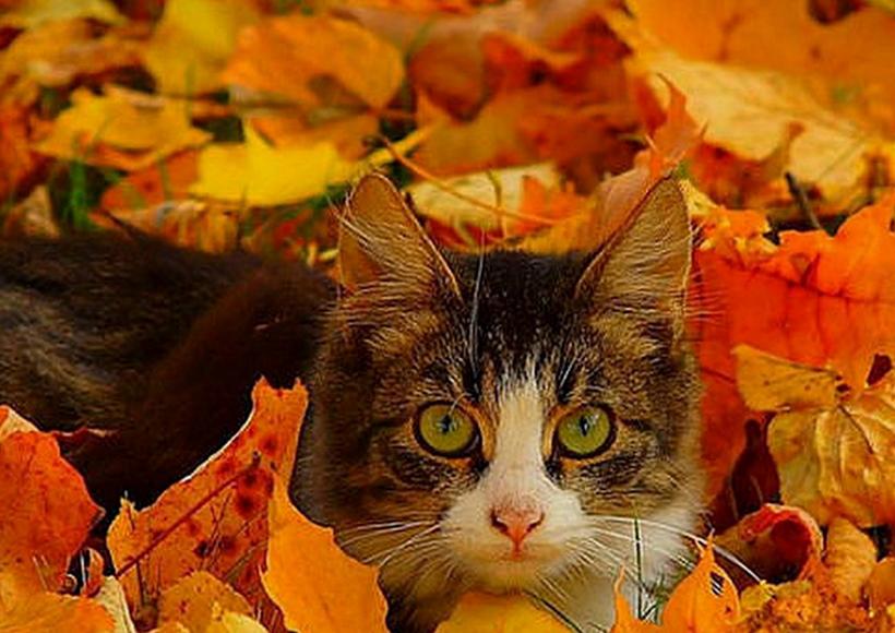Autumn Leaves In The Circle Of Time Plus A Cat Pixdaus