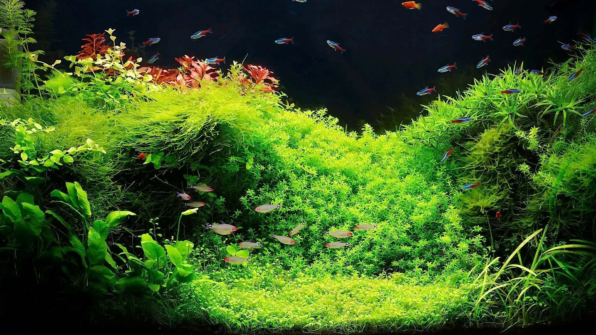 Aquarium Fish Tank Wallpaper