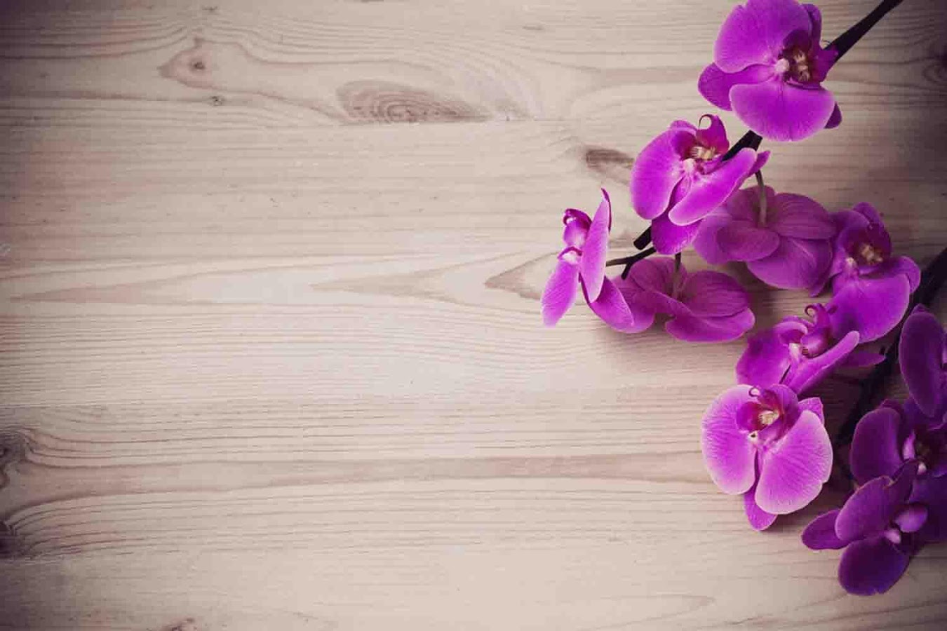 Orchids Wallpaper Android Apps On Google Play