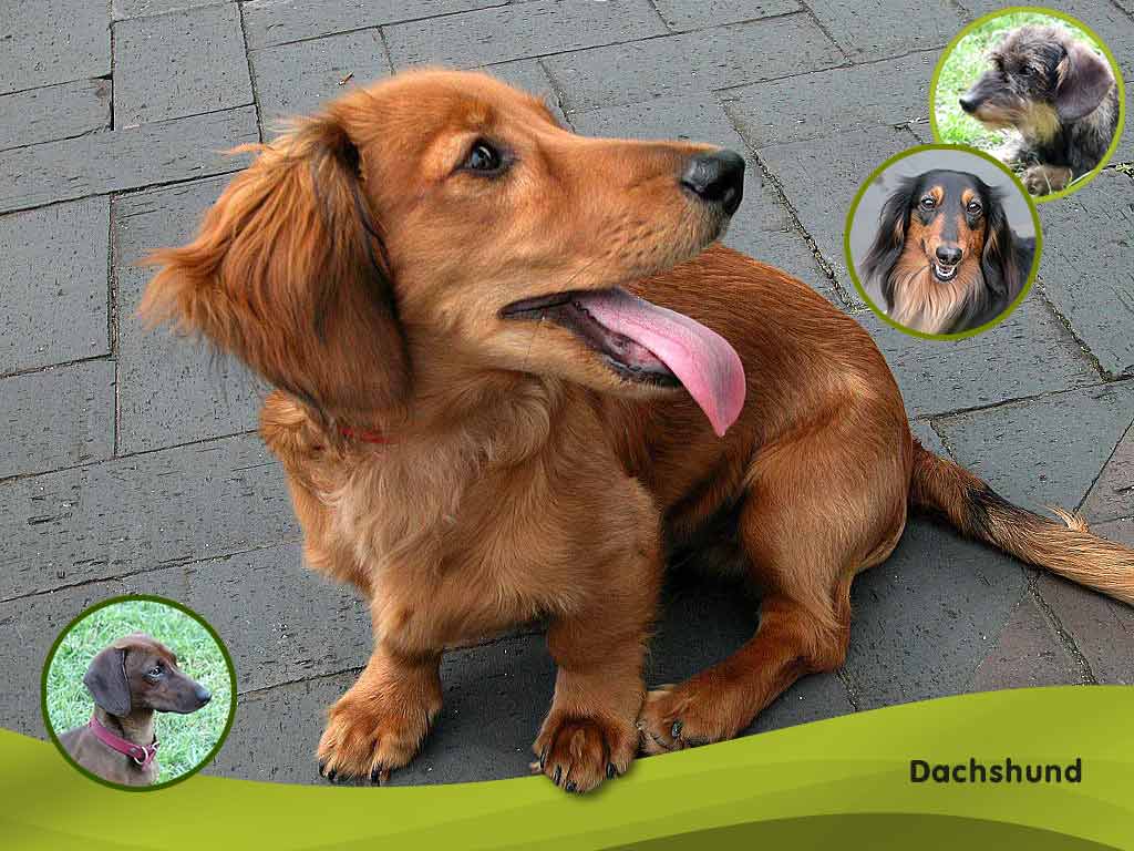 Dachshund Wallpaper For And Other Social