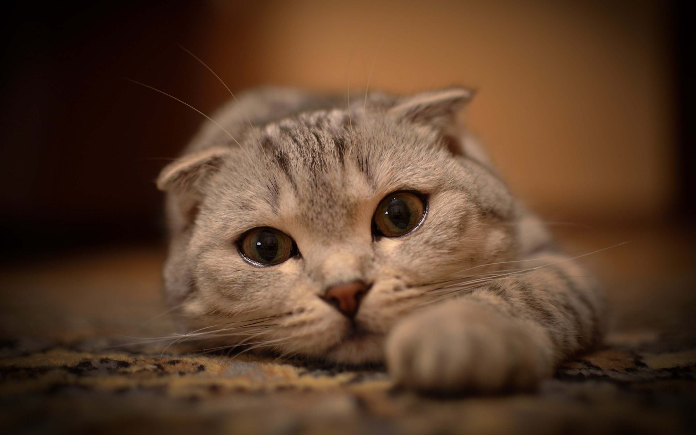 Close-up of an adorable Scottish Fold cat with captivating eyes, resting on a rug