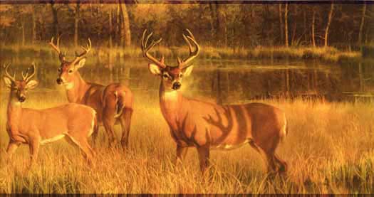 Deer Hunting Wallpaper Border 525x277