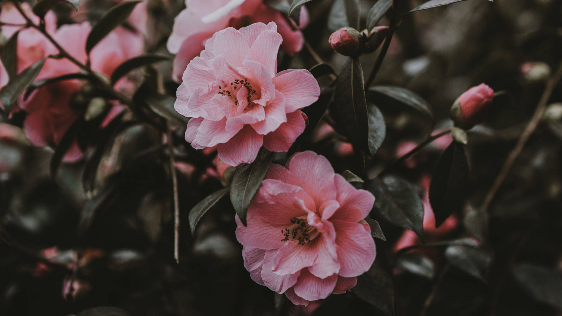 Spring Aesthetic Wallpaper
