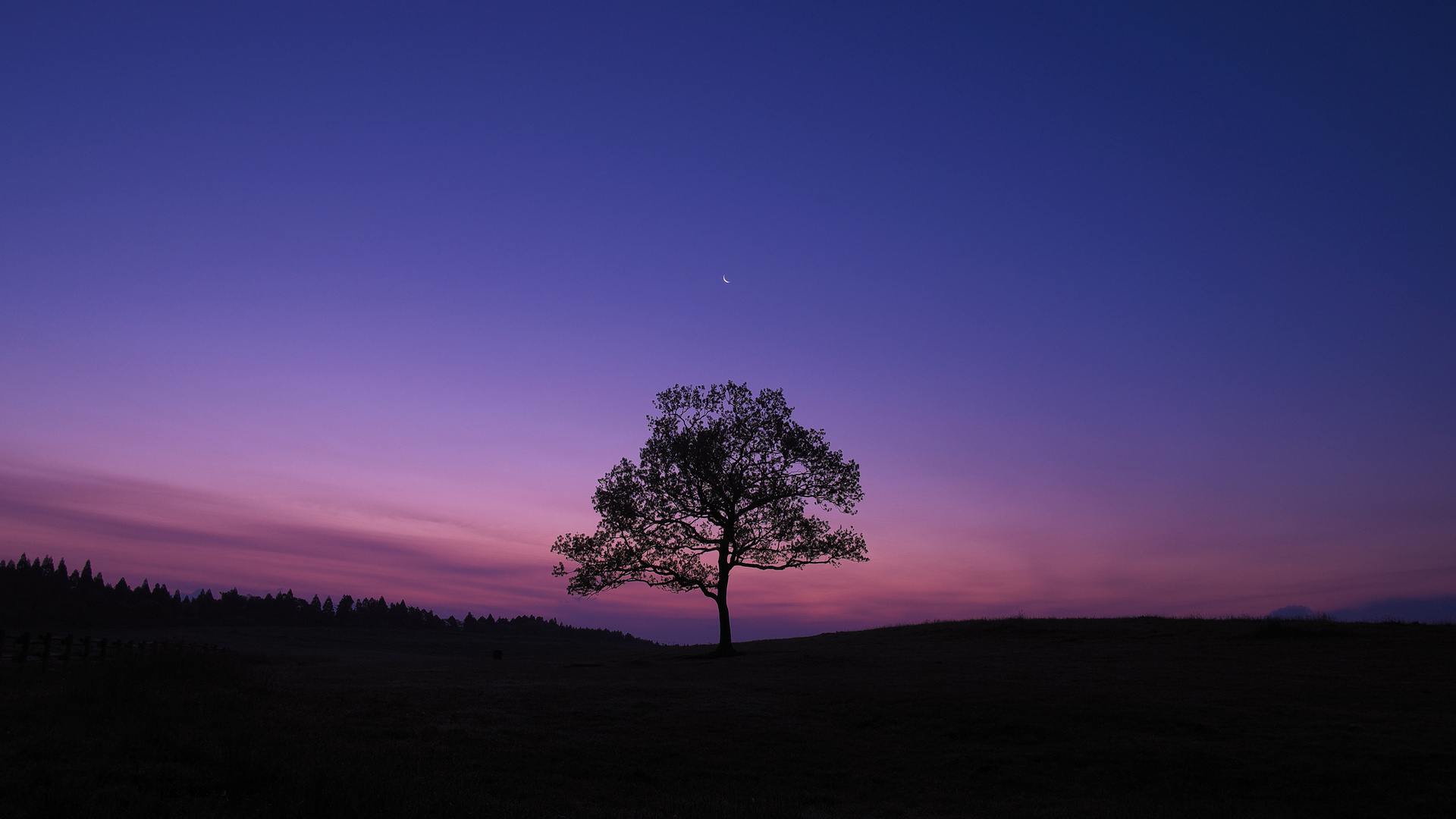 Dark Sky Tree Purple Nature Laptop Full HD 1080p 4k Wallpaper