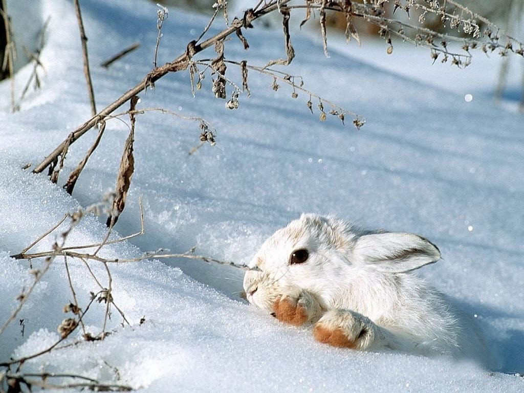 All About Animal Wildlife Wallpaper