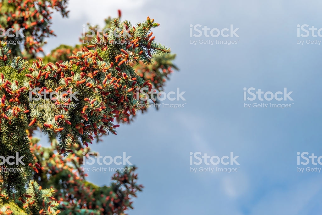 Springtime Background With New Spring Growth On Blue Spruce Stock