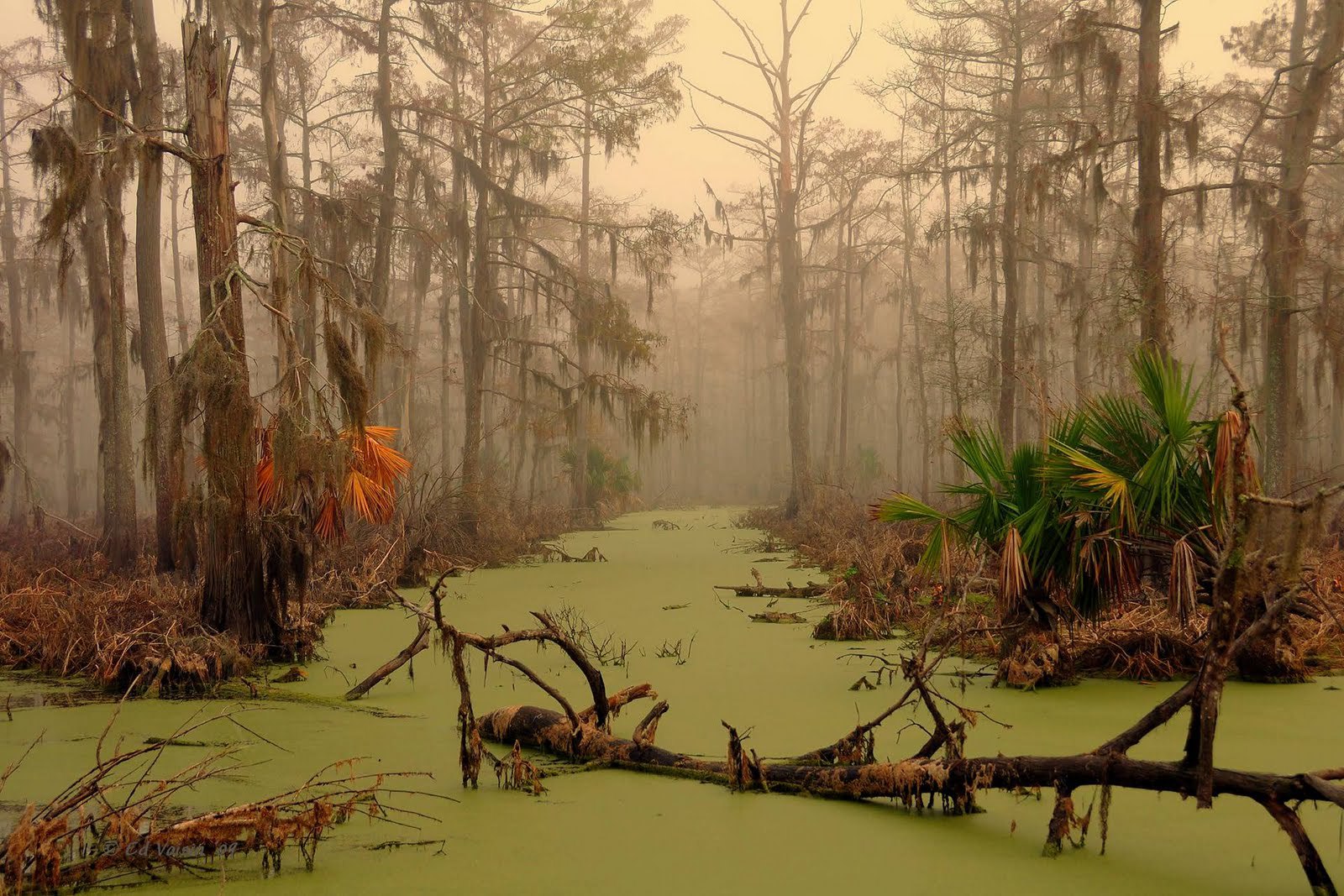 Swamp1
