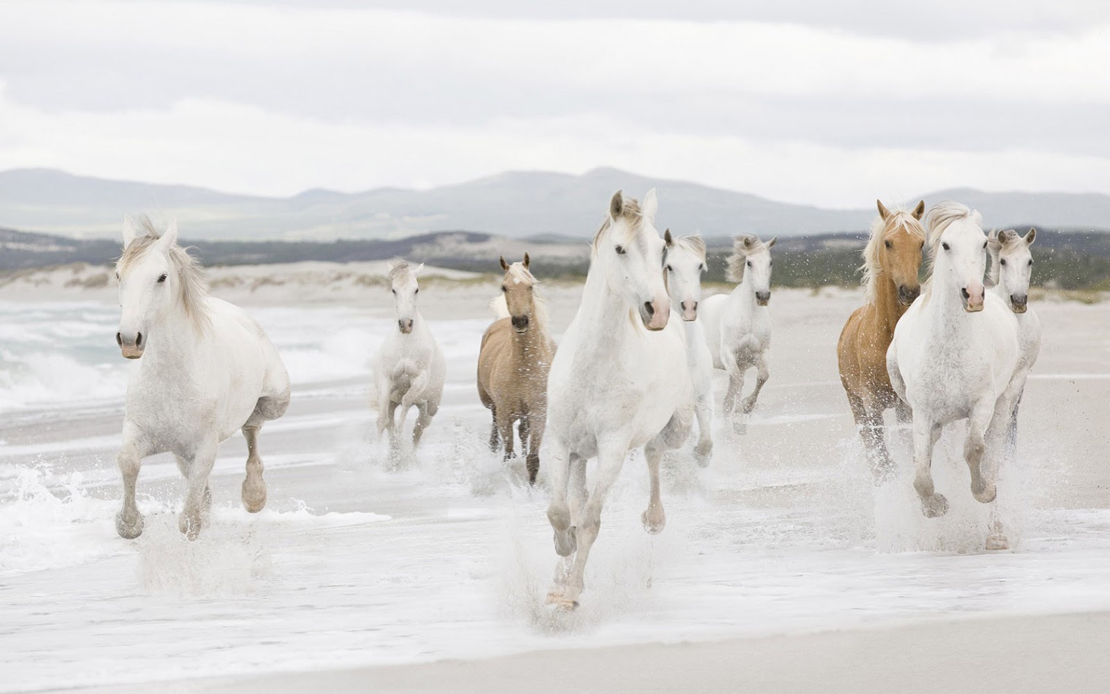 Horses on the Beach Wallpaper