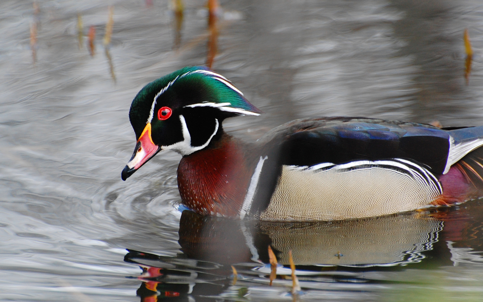 Suzanne Britton Nature Photography Wood Duck