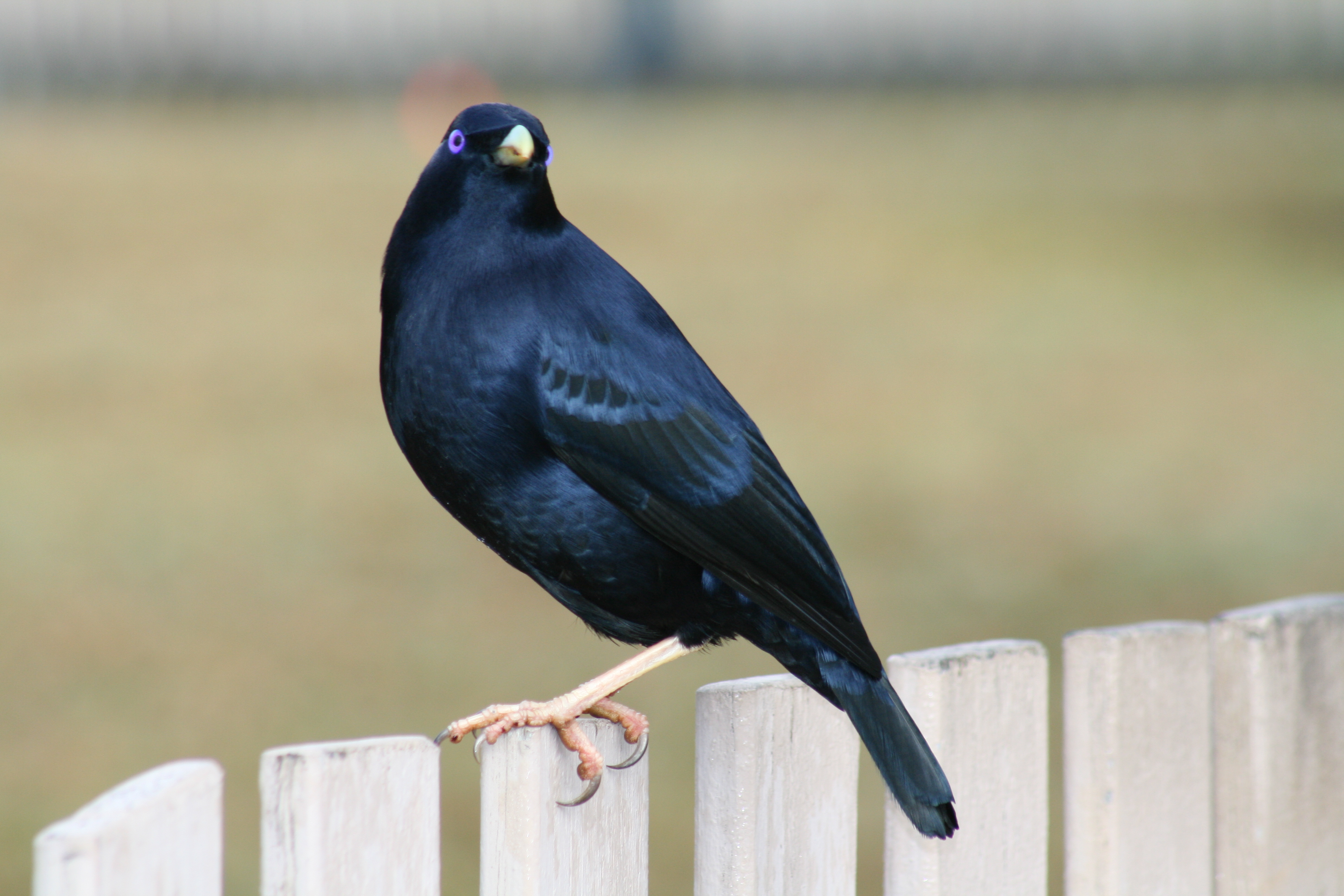 Bowerbird 4k Ultra HD Wallpaper Background Image